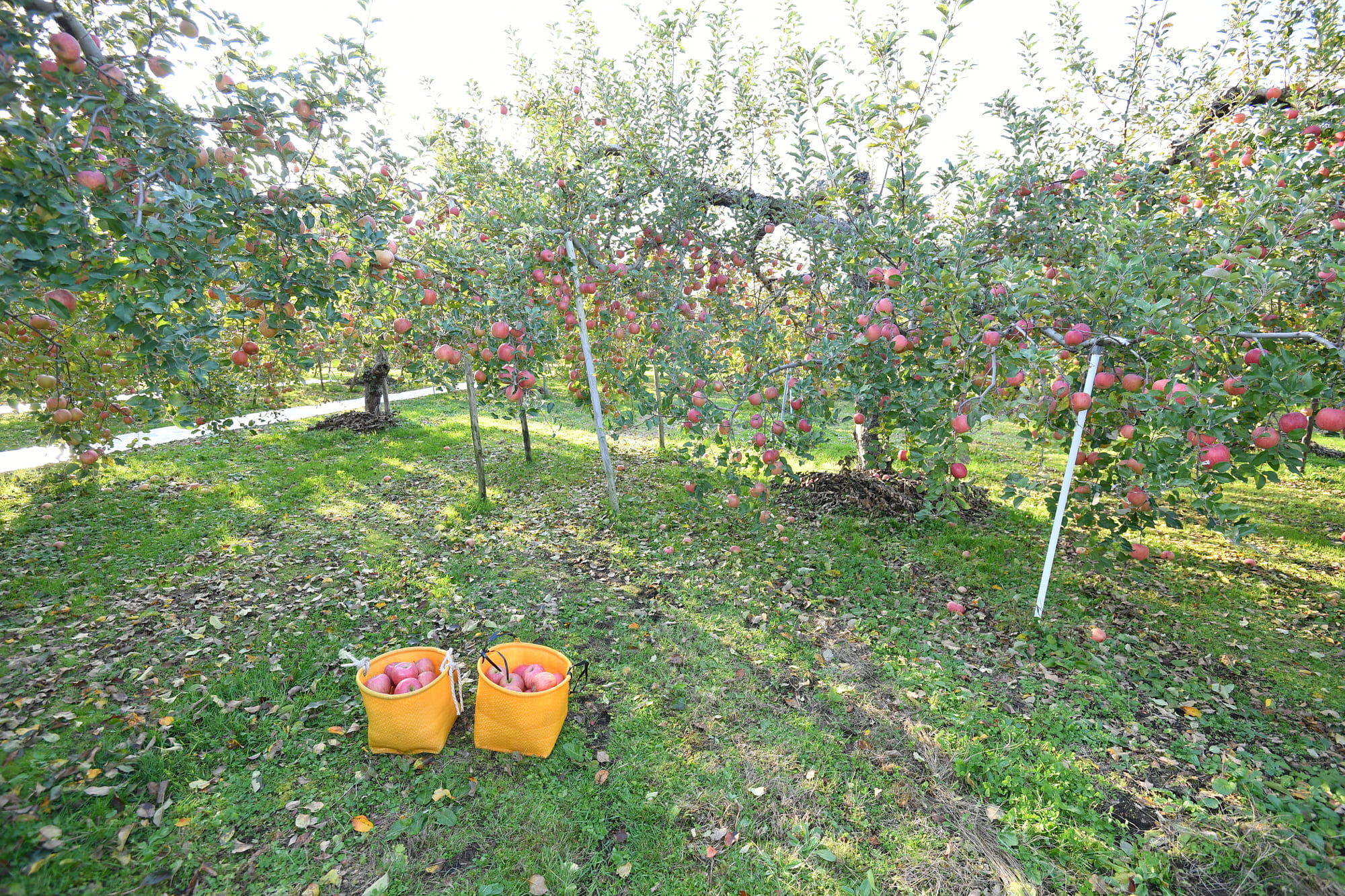 商品一覧 | りんごの通販｜会津木の実園